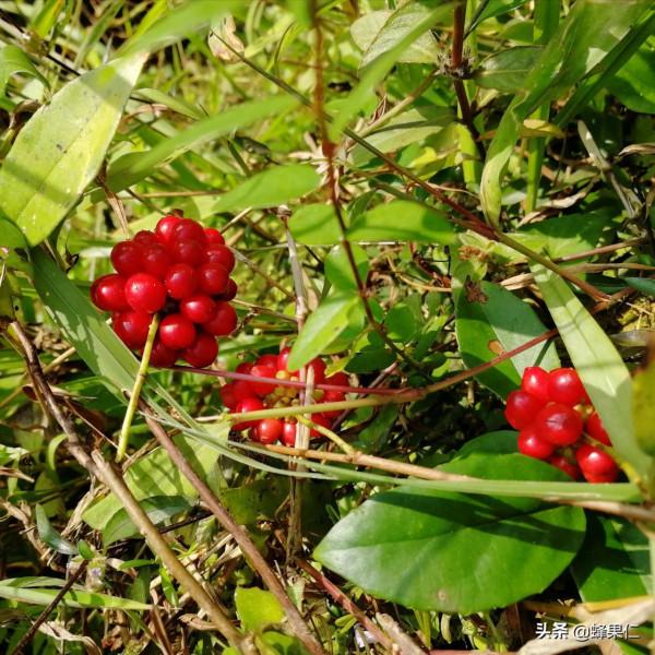 農村這25種能吃的野果都是童年的回憶,現在越來越少你還記得嗎? 農村這25種能吃的野果都是童年的回憶,現在越來越少你還記得嗎?