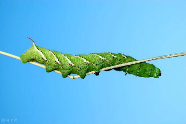 八種便宜又好用的農藥,記得點贊加關注哦 八種便宜又好用的農藥,記得點贊加關注哦