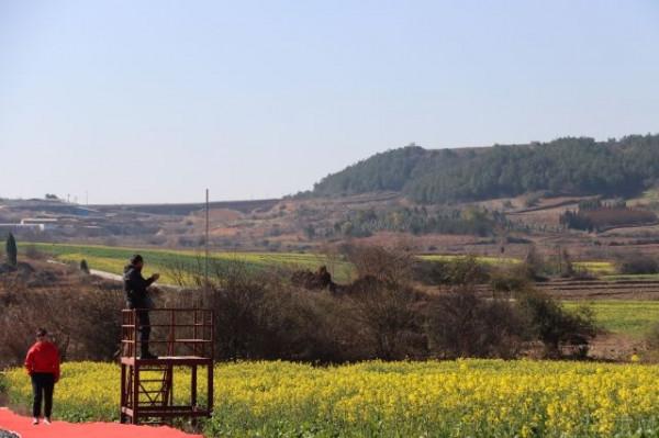 馬龍：楊官田千畝油菜花開 笑迎八方遊客