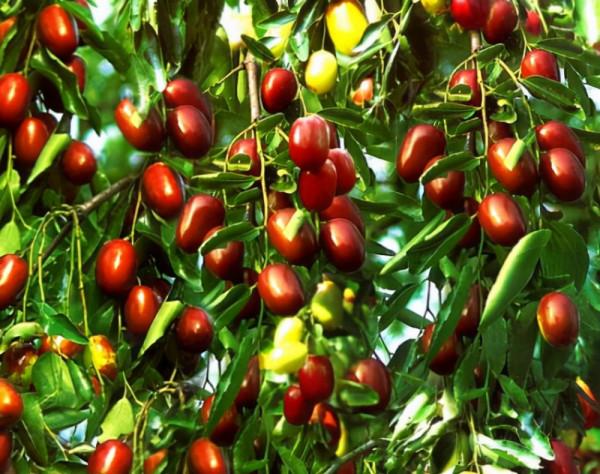 家裡有院子，就種5種“旺宅樹”，觀賞收果兩不誤，吉祥又實用