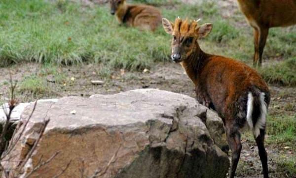 20個關於動物的圖片，居然有長得像綿羊的豬，長見識了