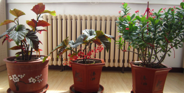 挖掘這4樣“生活垃圾”的價值吧!拿來養花,好用又省錢 挖掘這4樣“生活垃圾”的價值吧!拿來養花,好用又省錢