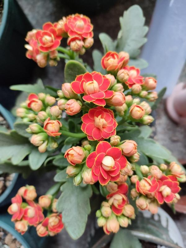 “24種”適合冬天種植的花草,現在種,來年春天花開滿園 “24種”適合冬天種植的花草,現在種,來年春天花開滿園
