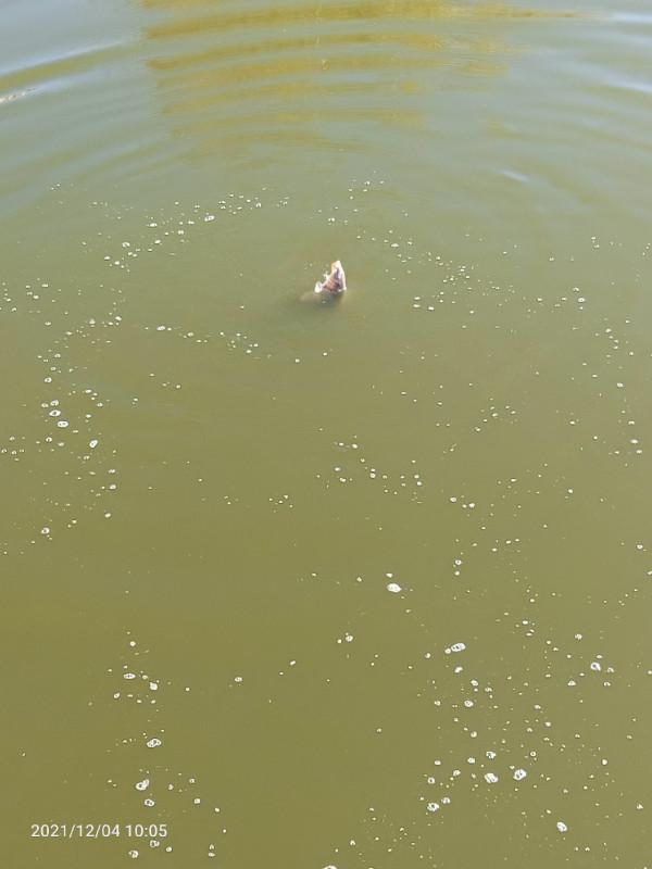 天氣越好魚口越不好，你贊意這個的觀點嘛，歡迎大師留言