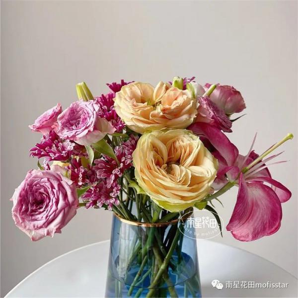 紅風車小菊 · 等風來