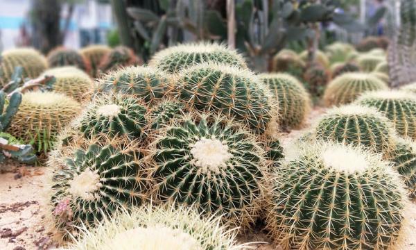 它和仙人掌養護方法相似，繁殖方式卻不一樣，你應該知道