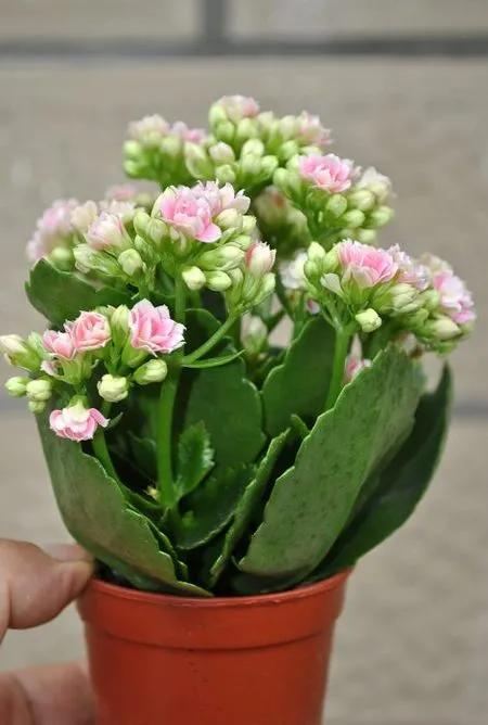 一盆長壽花&period;寓意長久