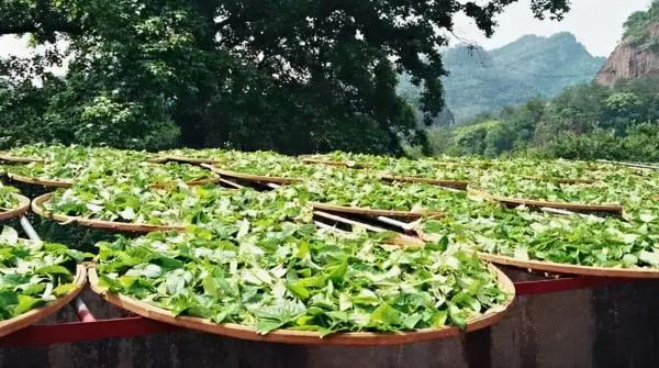 穿越軍-武夷山親子毅行