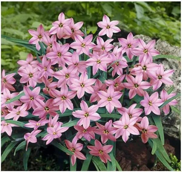 冬天土裡埋個&OpenCurlyDoubleQuote;洋蔥球&rdquo;，一個月開出&OpenCurlyDoubleQuote;富貴花&rdquo;，紅紅火火真喜慶