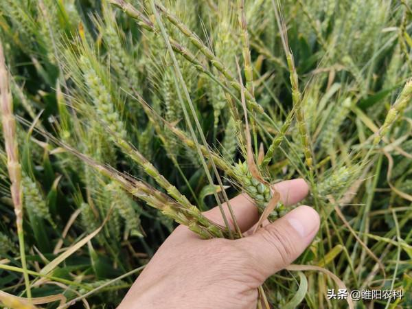 防治麥田節節麥，掌握住一個小技巧，一遍就能除乾淨小麥又安全