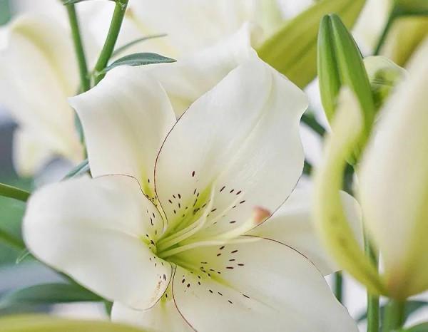 《道德經》層次越高的人，越敬畏因果，敬畏自然，也越遵道而行