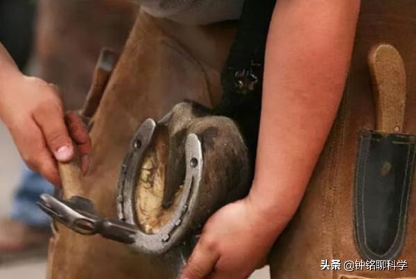 馬蹄鐵釘在馬掌上,馬會疼嗎? 馬蹄鐵釘在馬掌上,馬會疼嗎?