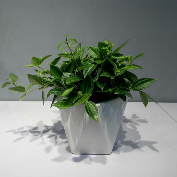 38種超級耐陰的花,沒光也能養爆盆,養在陽臺客廳超有範兒 38種超級耐陰的花,沒光也能養爆盆,養在陽臺客廳超有範兒