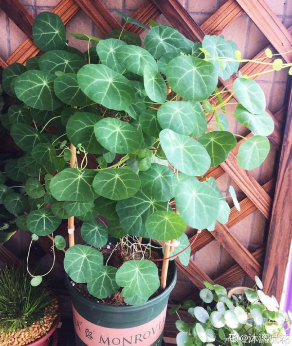 家裡養盆“窗簾花”，掛起來更有意境，活脫脫“植物窗簾”