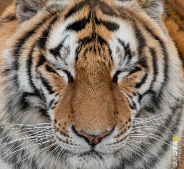 &quot&semi;meng&quot&semi;虎出山，虎年新春帶你看老虎的前世今生