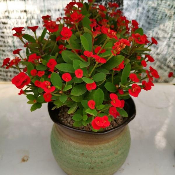 7種“帶毒花”，汁液毒性大，喜歡養在家裡，最好少動它