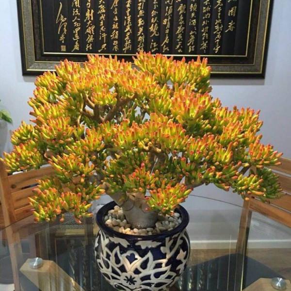 &OpenCurlyDoubleQuote;客廳養樹，十有九富&rdquo;，花友：不是迷信，是老祖先的經驗