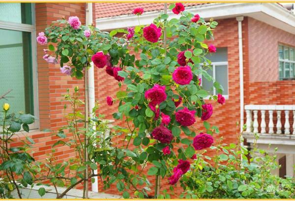 7種“吉利花”，冷天“扦插”更合適，溫度合適“利於”生根