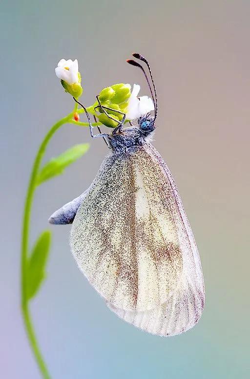 分享——美麗的蝴蝶