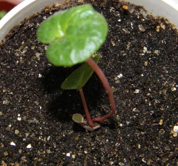 養盆栽仙客來掌握7點,養20~30年都不是問題,年年能開花 養盆栽仙客來掌握7點,養20~30年都不是問題,年年能開花