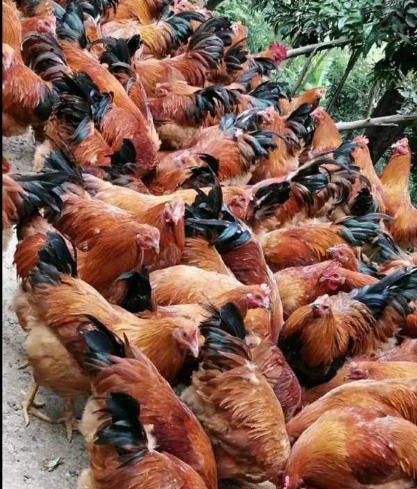 農村老鐵深山養土雞，年賺千萬逆襲成土豪，他是怎樣成功緻富的呢