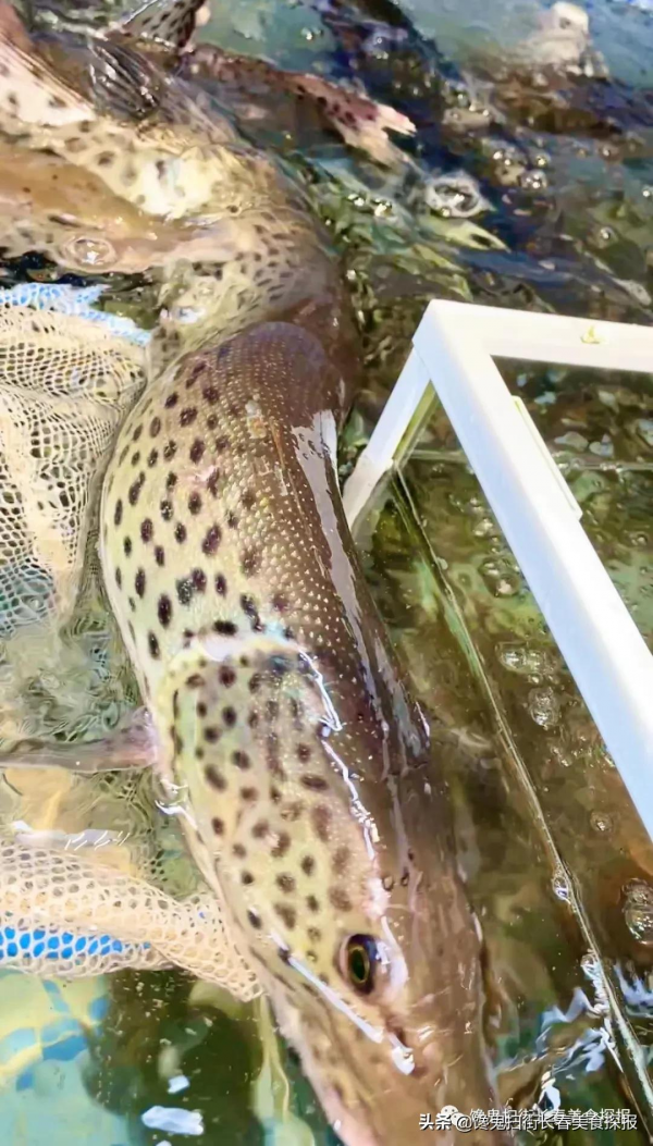 來自汪清百草溝。花泥鰍、川丁子,長白山小魚湯,已16年 來自汪清百草溝。花泥鰍、川丁子,長白山小魚湯,已16年