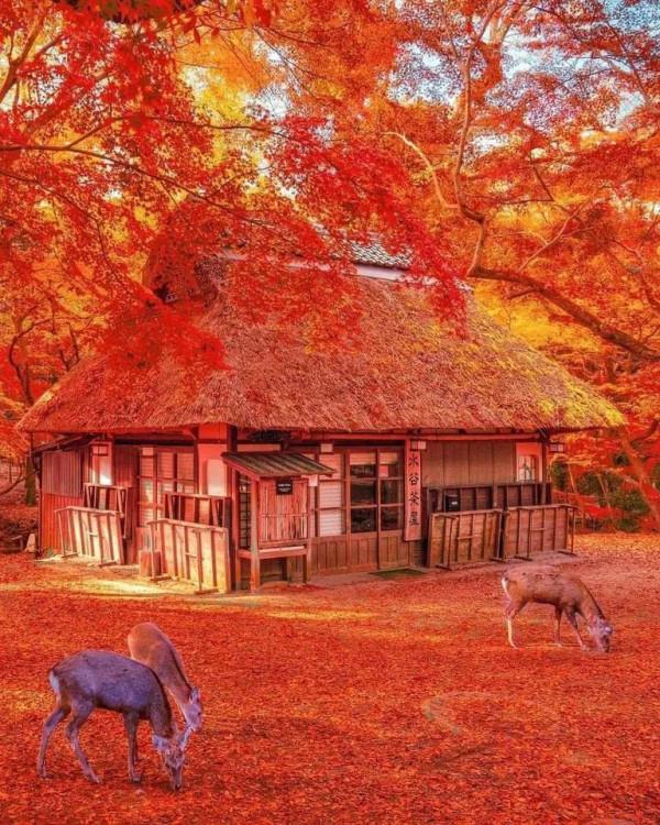 領略風景如畫的日本風光