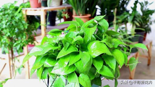 4種花很常見，冬天就怕“曬太陽”，一曬就“完蛋”，你做對了嗎