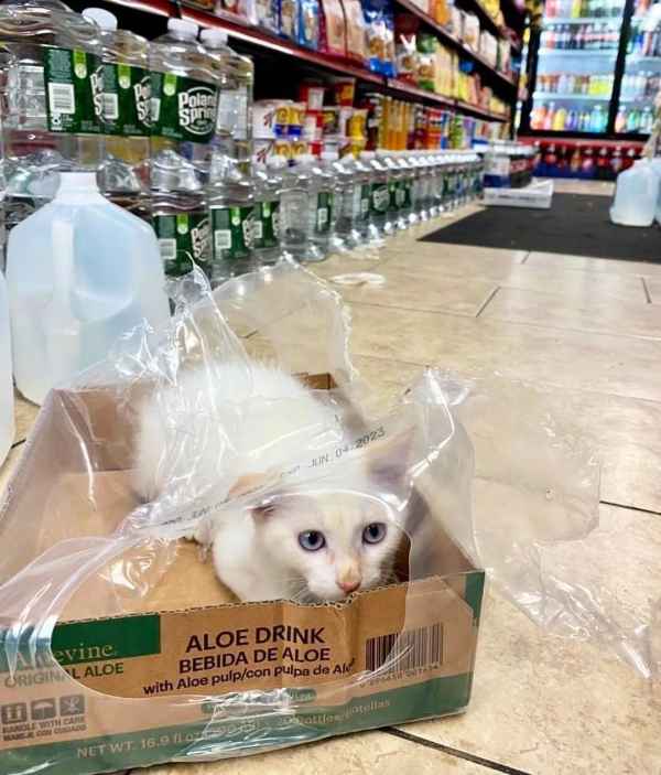 好勤勞的貓貓，小小年紀就出來打工補貼家用了