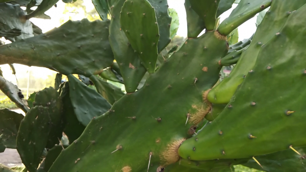 能吃的仙人掌你見過嗎？煮水喝能行氣活血，不僅僅是觀賞