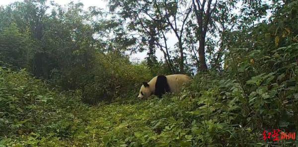 大熊貓、林麝、川金絲猴&hellip;&hellip;阿壩松潘大量&OpenCurlyDoubleQuote;國寶&rdquo;入鏡