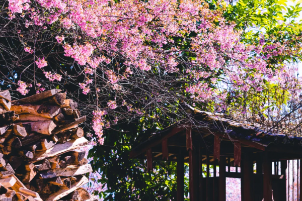 冬日騰衝,方圓十里有花香 冬日騰衝,方圓十里有花香