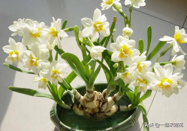 盤點十款有毒花，再喜歡也別養在家裡，你家養過幾種？