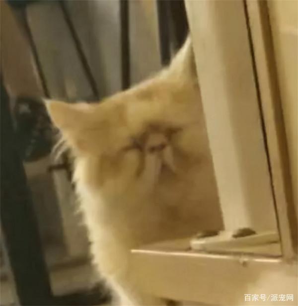 你見過的醜貓能有多醜呢?一起來欣賞一下“盛世美顏” 你見過的醜貓能有多醜呢?一起來欣賞一下“盛世美顏”