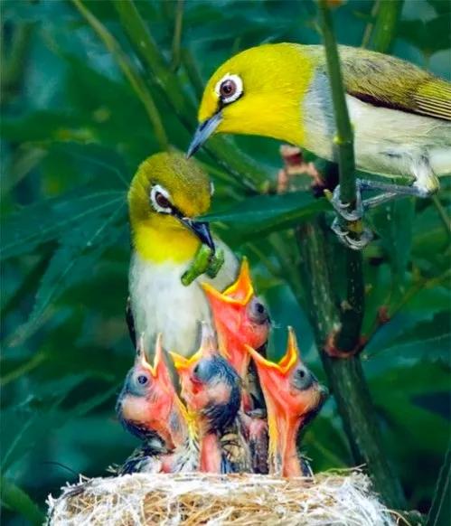 不同種類的“鳥媽媽”有一樣的愛