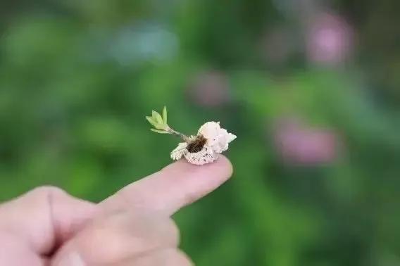 分享：拇指盆景，盆景雖小見天地，真的是太美了