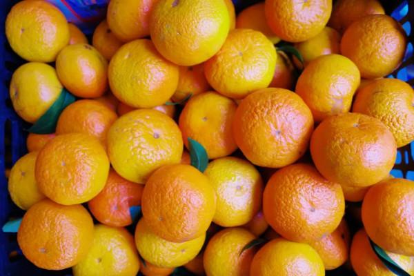 在這裡我毫不焦慮，還實現了水果自由