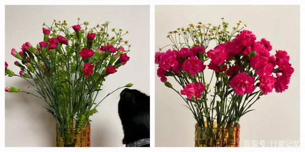 購買的鮮切花，如何簡單養護就能開得又好又久