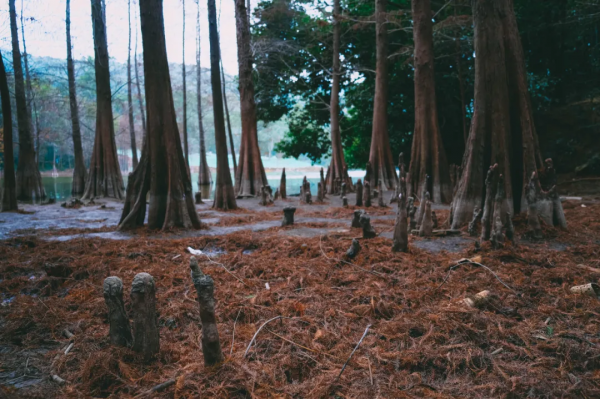 每到秋天,廣東的一些地方就變成了夢幻的童話 每到秋天,廣東的一些地方就變成了夢幻的童話