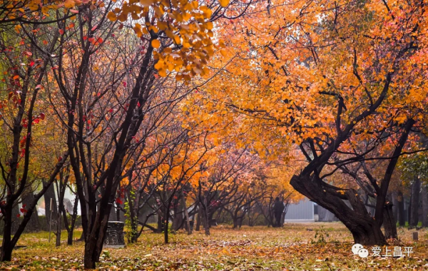 氣溫驟降,昌平這6個賞紅葉地即將登場,提前收藏 氣溫驟降,昌平這6個賞紅葉地即將登場,提前收藏