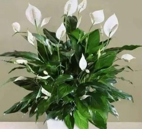 6種花“很怕曬”，光照太強容易黃葉枯萎，難怪養不好