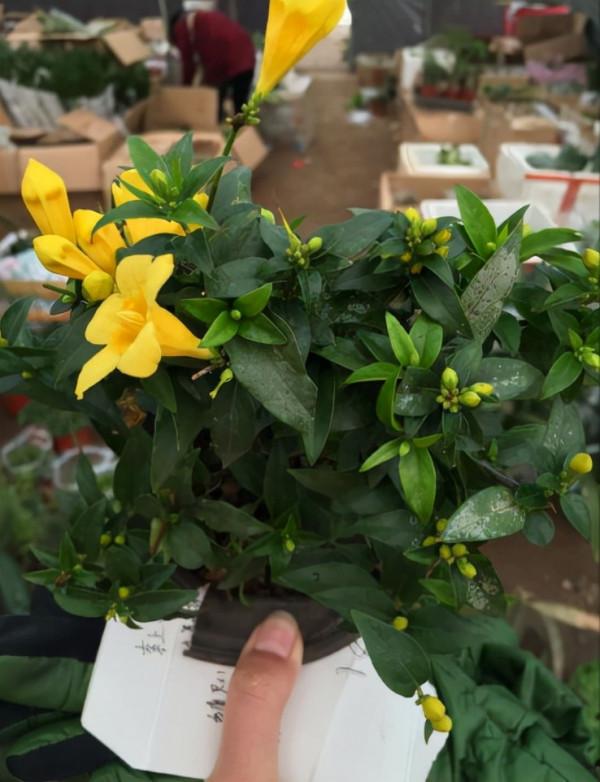 7種“小毒花”，家裡經常養，快認清“真面目”，避免中毒啊