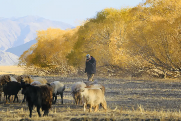 如果一年只能去一次南疆，千萬不要秋天去