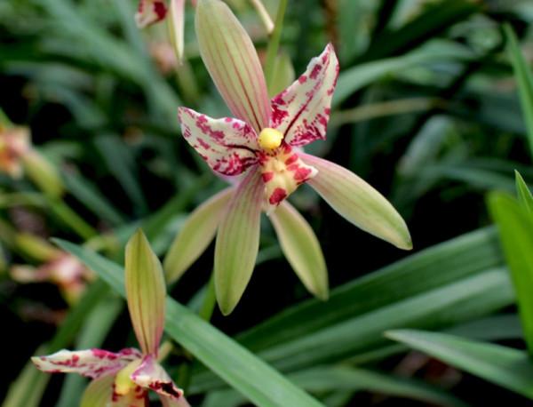 “18種”勤花勤苗的蘭花，價格不貴好養活，香味濃郁開品漂亮