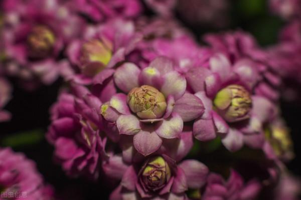 花園必備植物 長壽花