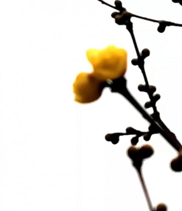 梅園的梅花開了嗎？