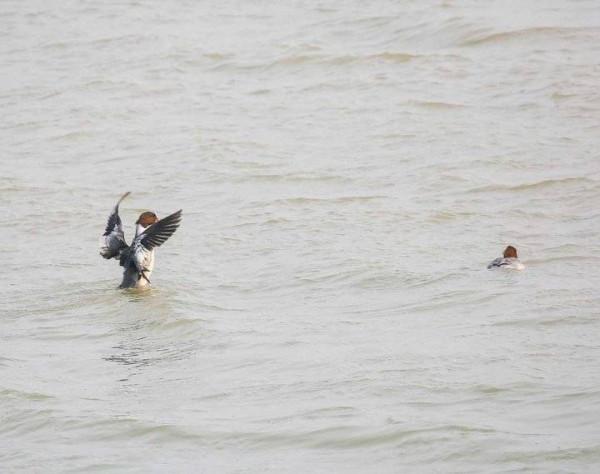 貪婪的銀鷗與勤勞的秋沙鴨