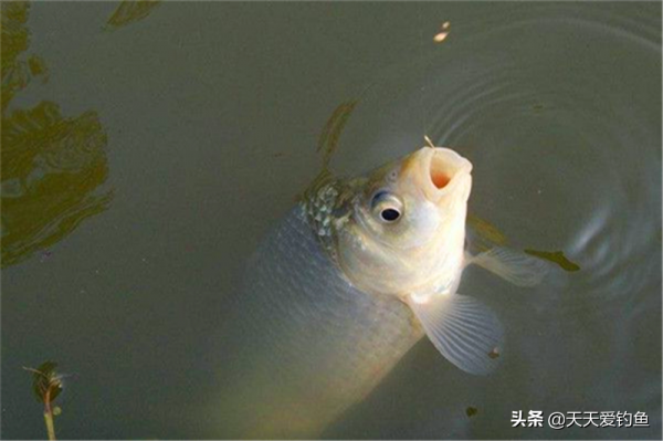 冬釣輕口鯽魚,魚口亂空槍多,可以從4個方向去調整,很快就見效 冬釣輕口鯽魚,魚口亂空槍多,可以從4個方向去調整,很快就見效