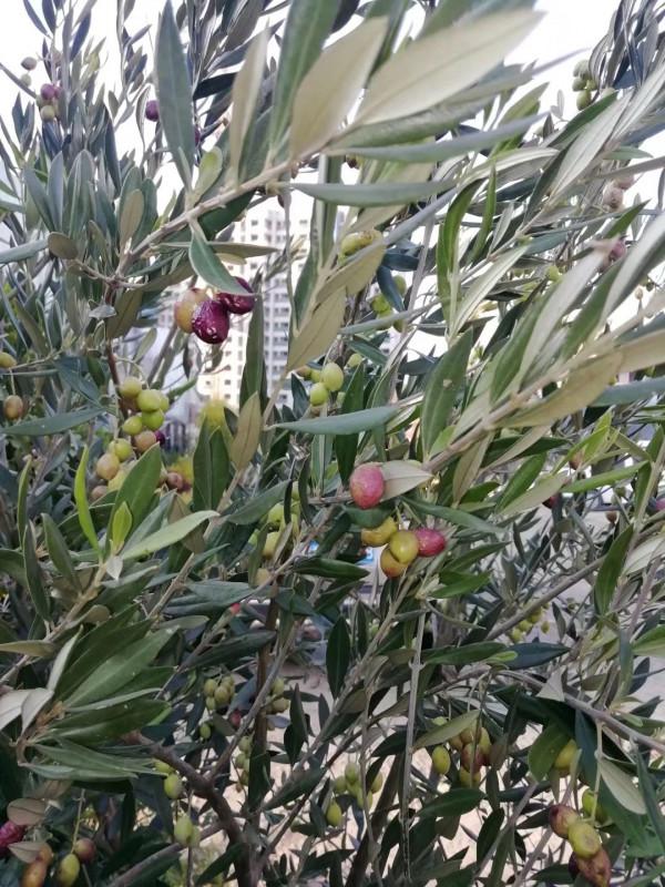 油料、園林綠化多用途常綠樹種——油橄欖