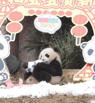 熊貓寶寶與冰墩墩同框！網友：連熊貓寶寶都實現一熊一墩了，我呢？